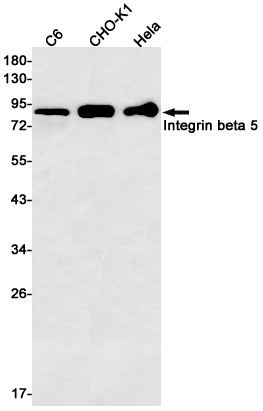 WB - Integrin beta 5 Rabbit mAb AP75625